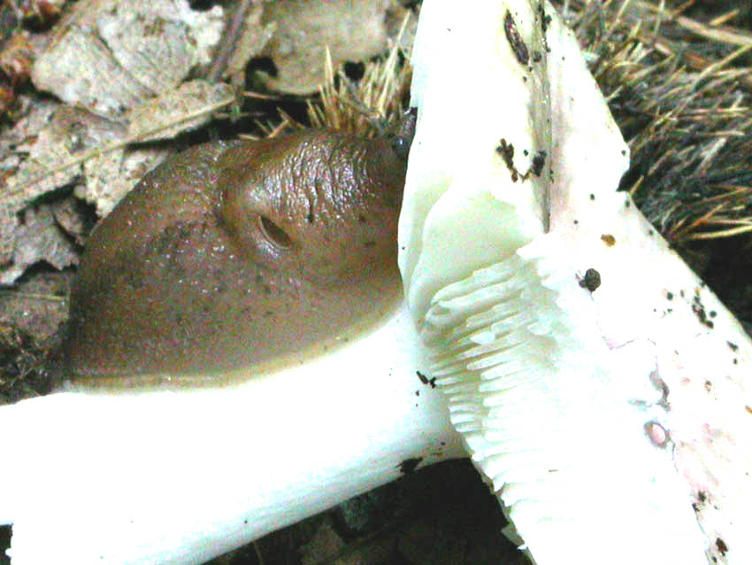 Limax cf. corsicus tra Grottaferrata e Rocca di Papa (RM)